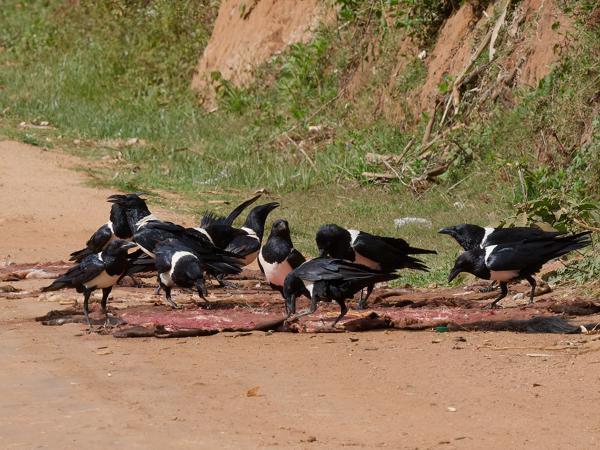 <h3><a href="/trips/tanzania/biota/animalia/chordata/aves/040 passeriformes/054 corvidae/corvus albus/corvus albus-nl.html">Corvus&nbsp;albus</a> / Pied&nbsp;crow / Schildraaf</h3>OM-1 Mark II met OLYMPUS M.150-400mm F4.5 TC, 1/2500 sec  bij F11.0, ISO 2000, afstand 35.7&nbsp;m